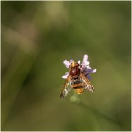 macro 17